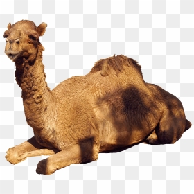 Camel Wıth Mılk, HD Png Download - camel png