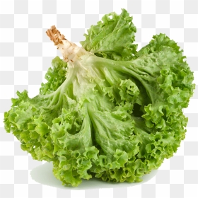 Romaine Lettuce , Png Download - Iceburg Lettuce, Transparent Png - lettuce png