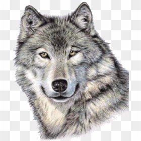 Cute Wolf Face Png Image - Realistic Wolf Face Drawing, Transparent Png - wolf face png
