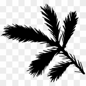 Palm Trees Black & White - Fir Leaf, HD Png Download - palm tree leaf png