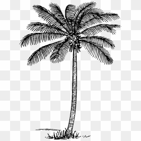 Clipart Palm Tree Black And White Image Tree Of Life, HD Png Download - palm tree leaf png