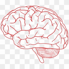 Brain Clipart , Png Download - Transparent Background Brain Clipart Png, Png Download - brain clipart png