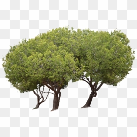 3 Trees At The Park Stock Photo- Png File By Annamae22 - Park Trees Png, Transparent Png - park png