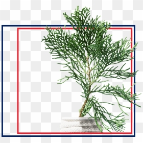 Red Pine , Png Download - Red Pine, Transparent Png - pine png