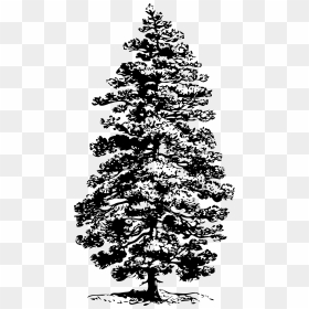 Corsican Pine Svg Clip Arts - Pine Tree Clip Art, HD Png Download - pine png