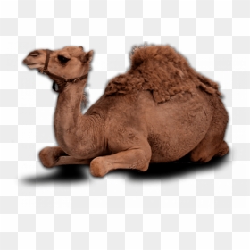 Camel Png, Transparent Png - camel png