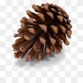 Christmas Pine Cone Png, Transparent Png - pine png