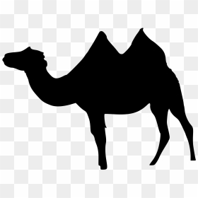 Filecamelus Bactrianus Sil - Bactrian Camel, HD Png Download - camel png