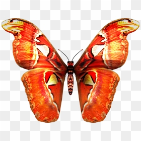 Mariposas Png - Atlas Moth Drawing Png, Transparent Png - mariposas png