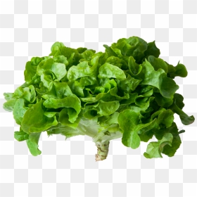Romaine Lettuce , Png Download - Png Clipart Lettuce Plant Transparent, Png Download - lettuce png