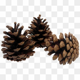 Pine Cone Png Image Transparent Background - Transparent Pine Cone Png, Png Download - pine png