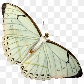 Butterfly Vintage Png, Transparent Png - mariposas png