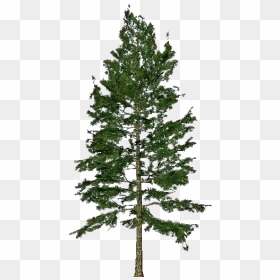 White Pine Png - Pinus Png, Transparent Png - pine png