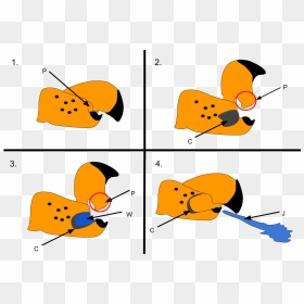 Pistol Shrimp Claw Mechanism, HD Png Download - claw png