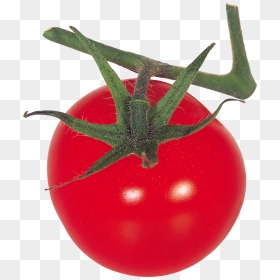 Red Tomatoes Png Image - Tomato, Transparent Png - tomatoes png