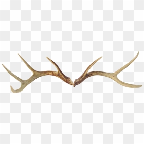Deer Antlers Png - Transparent Deer Horns Png, Png Download - antlers png