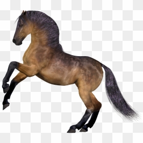 Horse Mane Horse Head, HD Png Download - horse head png