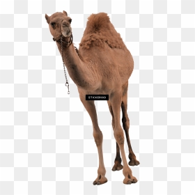 Camel , Png Download - Egyptian Camels Transparent, Png Download - camel png