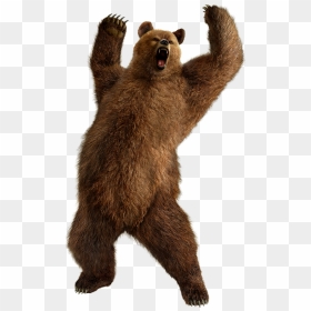 Grizzly Bear Standing Png Image - Bear Png, Transparent Png - grizzly bear png