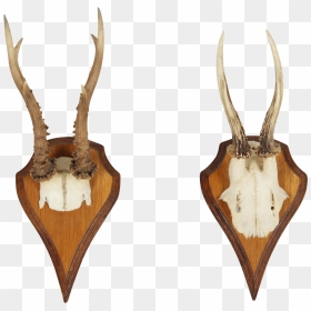 Vintage German Roe Deer Antlers A Pair - Trophy Hunting, HD Png Download - antlers png