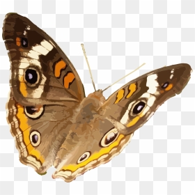 Mariposas Real Png , Png Download - Common Buckeye Butterflies No Background, Transparent Png - mariposas png