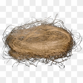 Bird Nest Png, Transparent Png - nest png