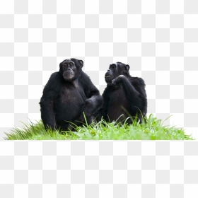 Chimpanzees Sitting On Grass Clip Arts - Chimpanzees Png, Transparent Png - grass.png
