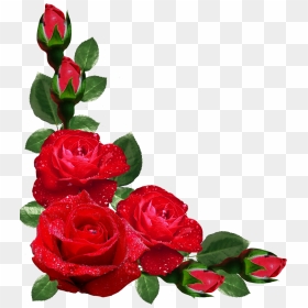 Red Roses Border Png - Border Design Of Flowers, Transparent Png - rose border png