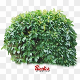 Bush Png , Png Download - Pokemon Bea Rare League Card, Transparent Png - shrubs png