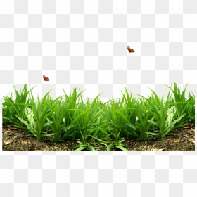 Photo 0 785e0 5f3e5edf Xxxl Zps8c37d4e9 - 护 眼 壁纸, HD Png Download - grass.png