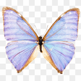 Thumb Image - Blue Butterflies On White Background, HD Png Download - mariposas png