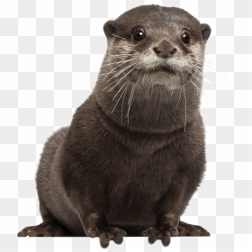 Png Otter Transparent Otter, Png Download - otter png