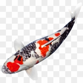 Japanese Koi Fish Png , Png Download - Koi Fish Transparent Background, Png Download - koi fish png