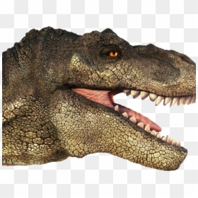 Transparent Tyrannosaurus Rex Png - T Rex Head Png, Png Download - t rex png