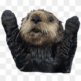 Otter Transparent Image Animal Image With Transparent - Sea Otter Transparent Background, HD Png Download - otter png