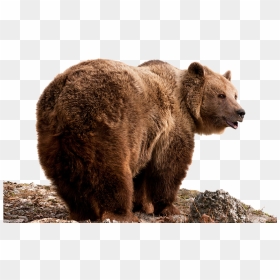 Grizzly Bear Png - Grizzly Bear Transparent, Png Download - grizzly bear png