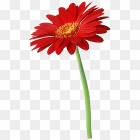 Flower Clipart, Natural, Shrubs, Free, Leaves, Image, - Red Daisy, HD Png Download - shrubs png