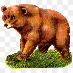 Digital Grizzly Bear Clipart Download - Grizzly Bear Animal Clipart, HD Png Download - grizzly bear png