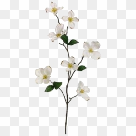 Image - Transparent Flower Branch Png, Png Download - random png