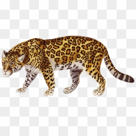 Claw Scratch Clipart Jaguar - Jaguar Clipart, HD Png Download - claw png
