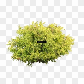 Wild Shrub White Background , Png Download - Transparent Background Shrubs Png, Png Download - shrubs png