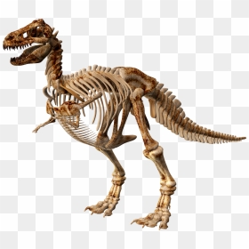 Transparent T Rex Skeleton Clipart - Dinosaur Skeleton Png, Png Download - t rex png