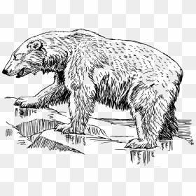 Polar Bear Drawing Black And White, HD Png Download - grizzly bear png