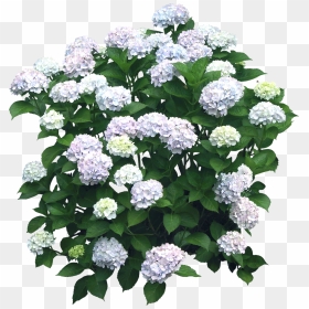 Flower Hydrangea Shrub Plant - Flower Bushes Transparent Background, HD Png Download - shrubs png