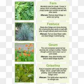 Fern Wonderful Plant For Shade - Korean Rock Fern, HD Png Download - shrubs png