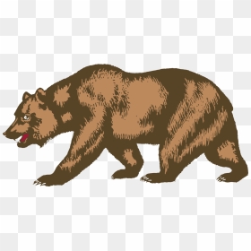 Wildlife,carnivoran,bear - Clipart Grizzly Bear, HD Png Download - grizzly bear png