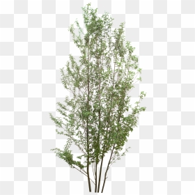 Birch Tree Png, Transparent Png - tree branches png