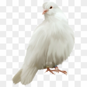 Transparent Pigeon Png - White Pigeon Png Hd, Png Download - pigeon png
