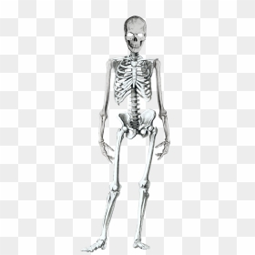 #skeleton #skeletonbody #skull #skeletonhead #bones, HD Png Download - dead body png