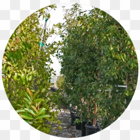 Nursery Tree Icon2 - Plane, HD Png Download - shrubs png